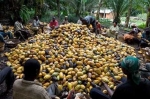 COCOBOD Introduces New Anti-Capsid Insecticide    